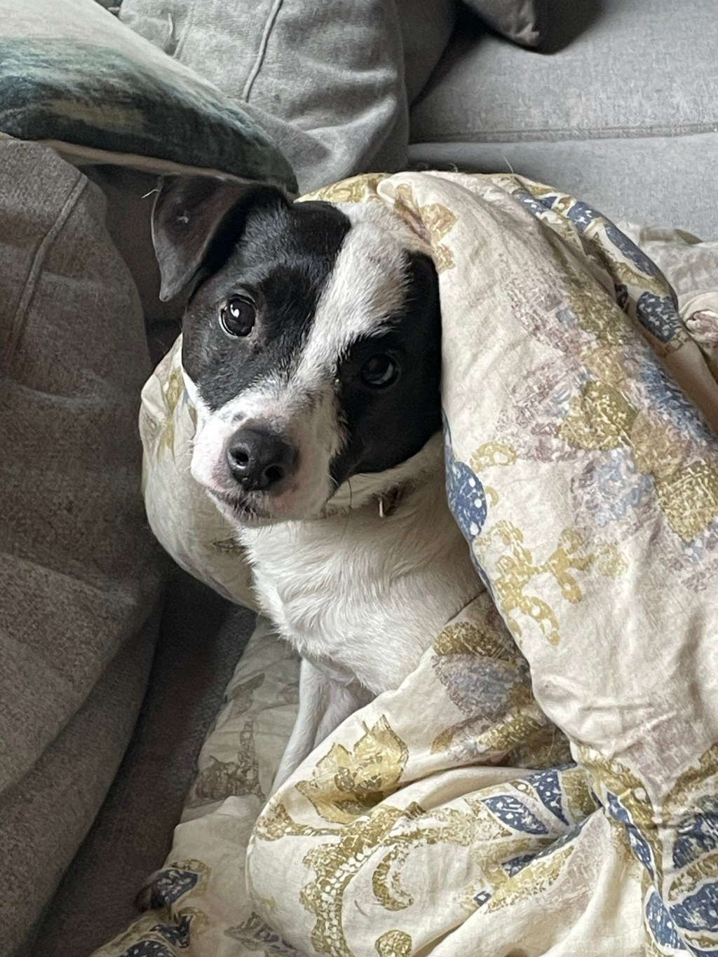 My New Puppy I Named It&nbsp;Peeves