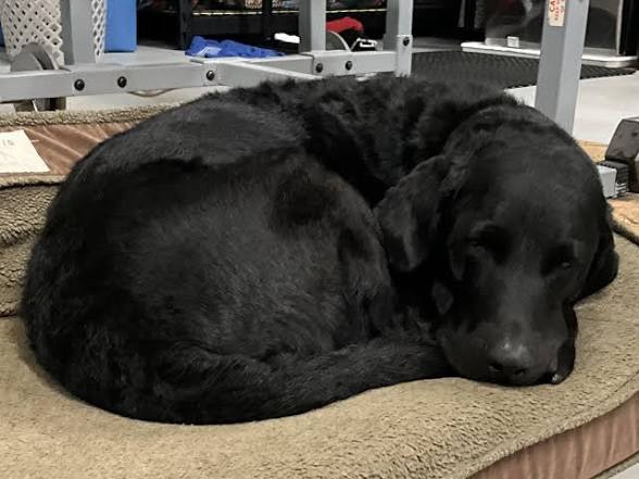 A Curious Case of a Dog in the Right.