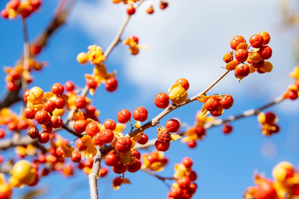 Intersection of Bittersweet and&nbsp;49th